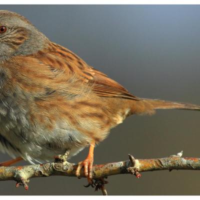 Oiseaux terre