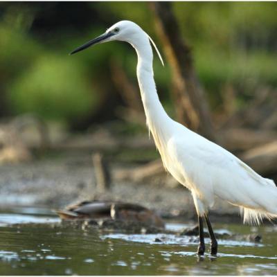 Aigrette garzette