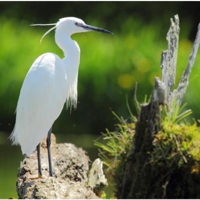 Aigrette garzette