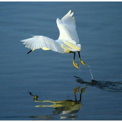 Aigrette garzette