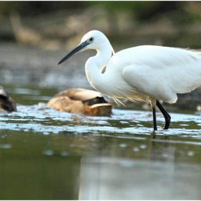 Aigrette garzette