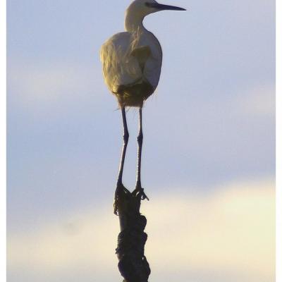 Aigrette garzette