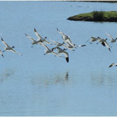 Avocette élégante