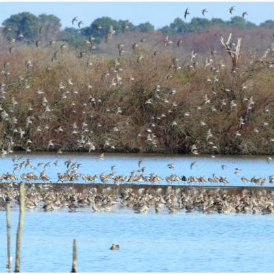 Oiseaux zone humide