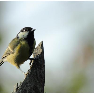 Mésange charbonnière