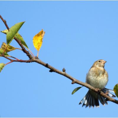 Chardonneret élégant.