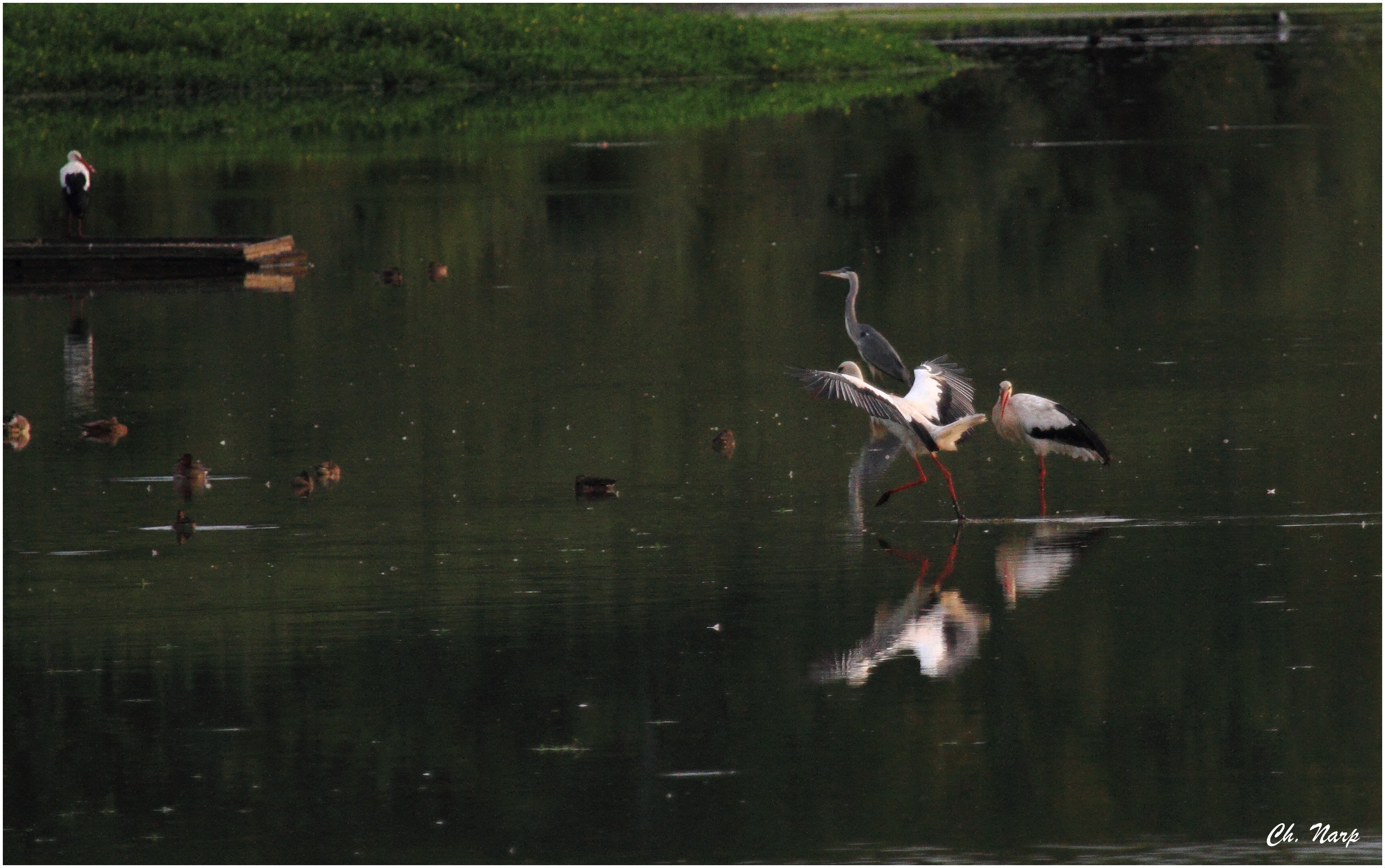 Cigogne