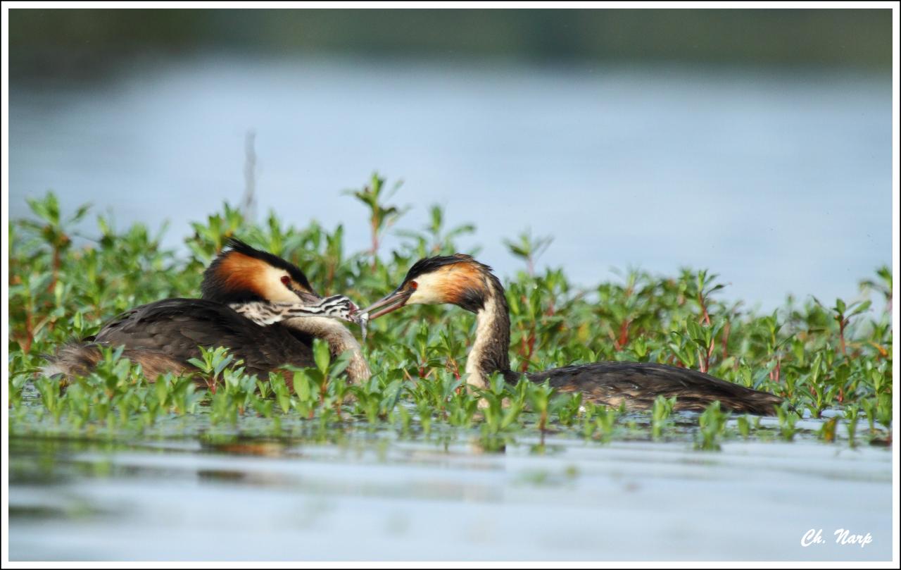 Couple grèbe huppé et 3 poussins