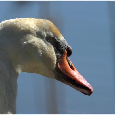 Cygne tuberculé