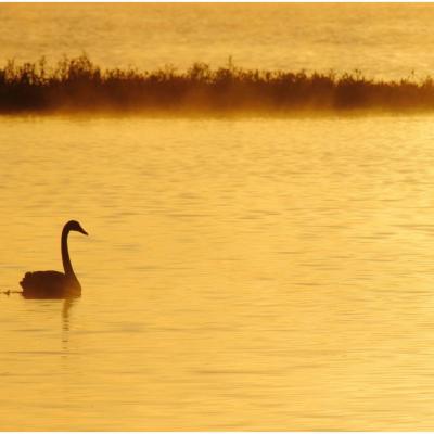 Cygne noir