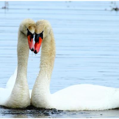 Cygne tuberculé