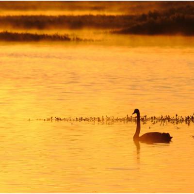 Cygne noir