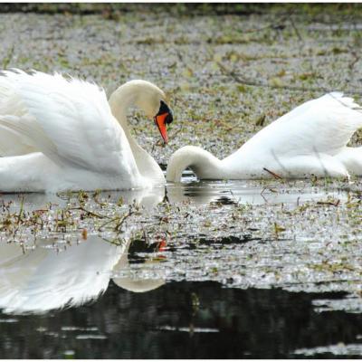 Cygne tuberculé