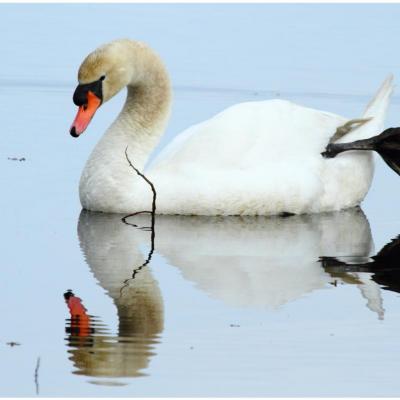 Cygne tuberculé