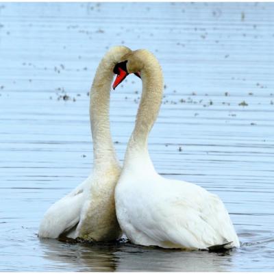 Cygne tuberculé