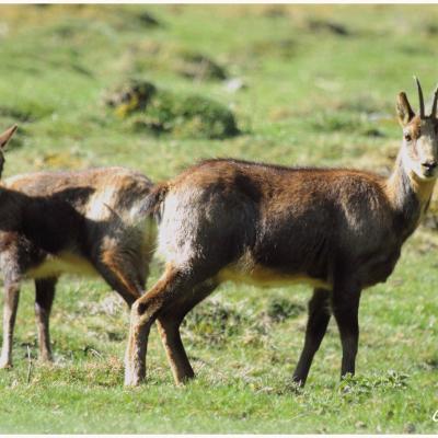 Femelle et petit izard.