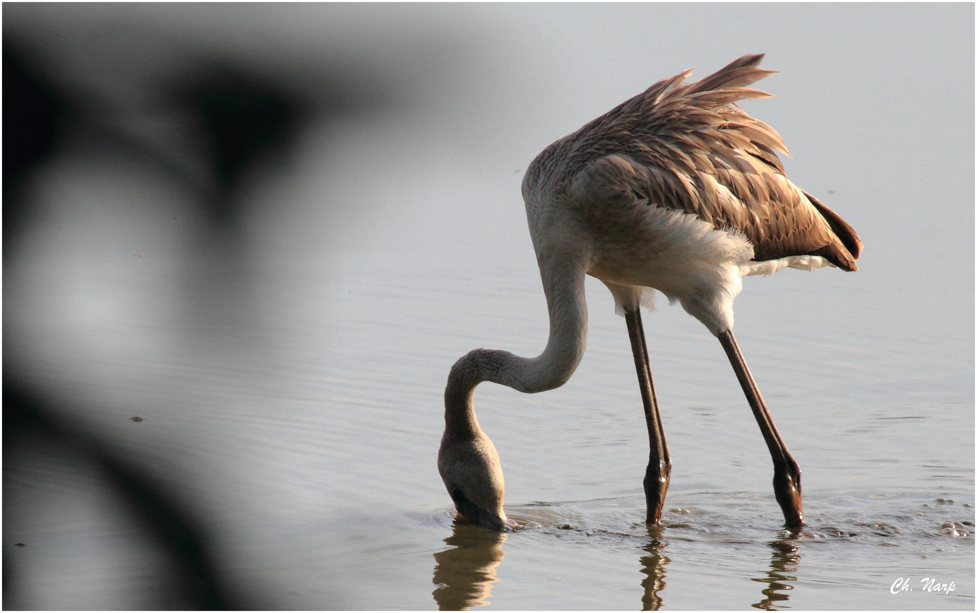 Flamant rose