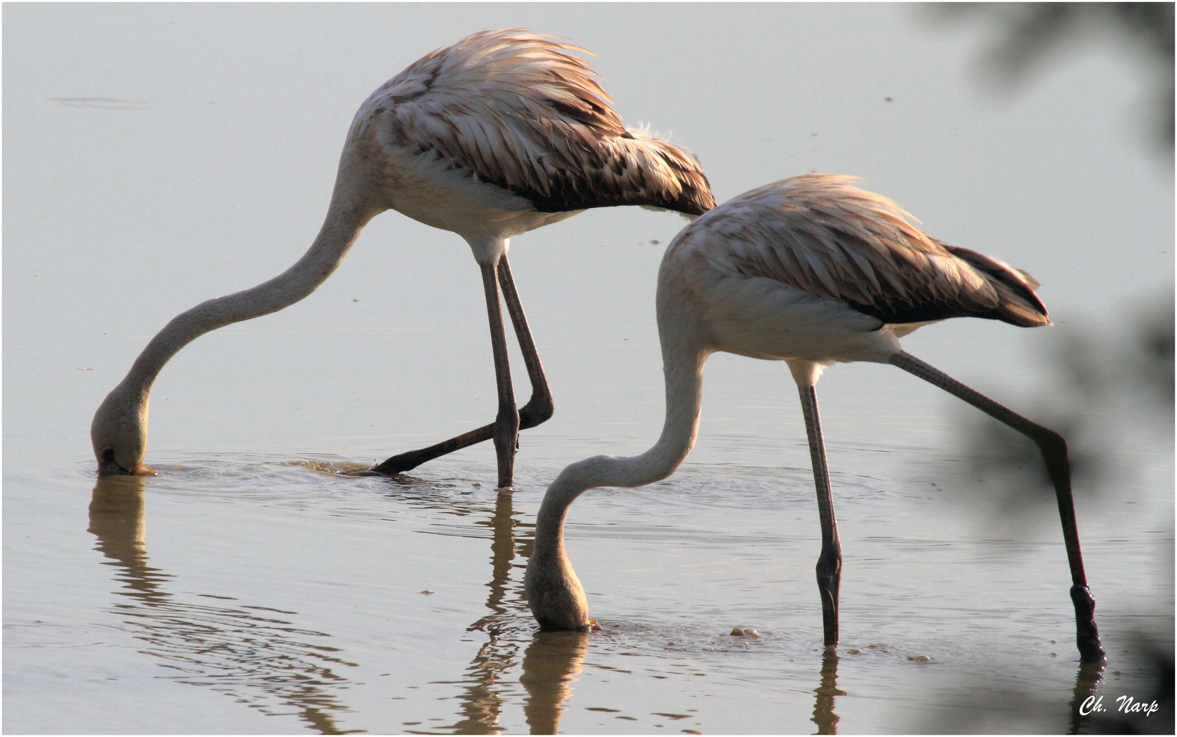 Flamant rose