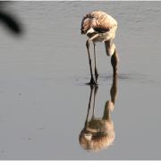 Flamant rose