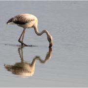 Flamant rose