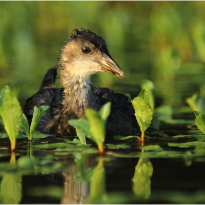 Poule d'eau juvénil