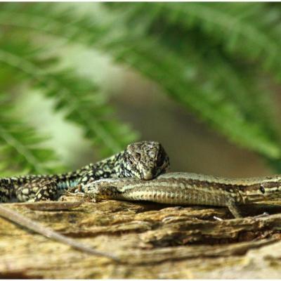 Lézard