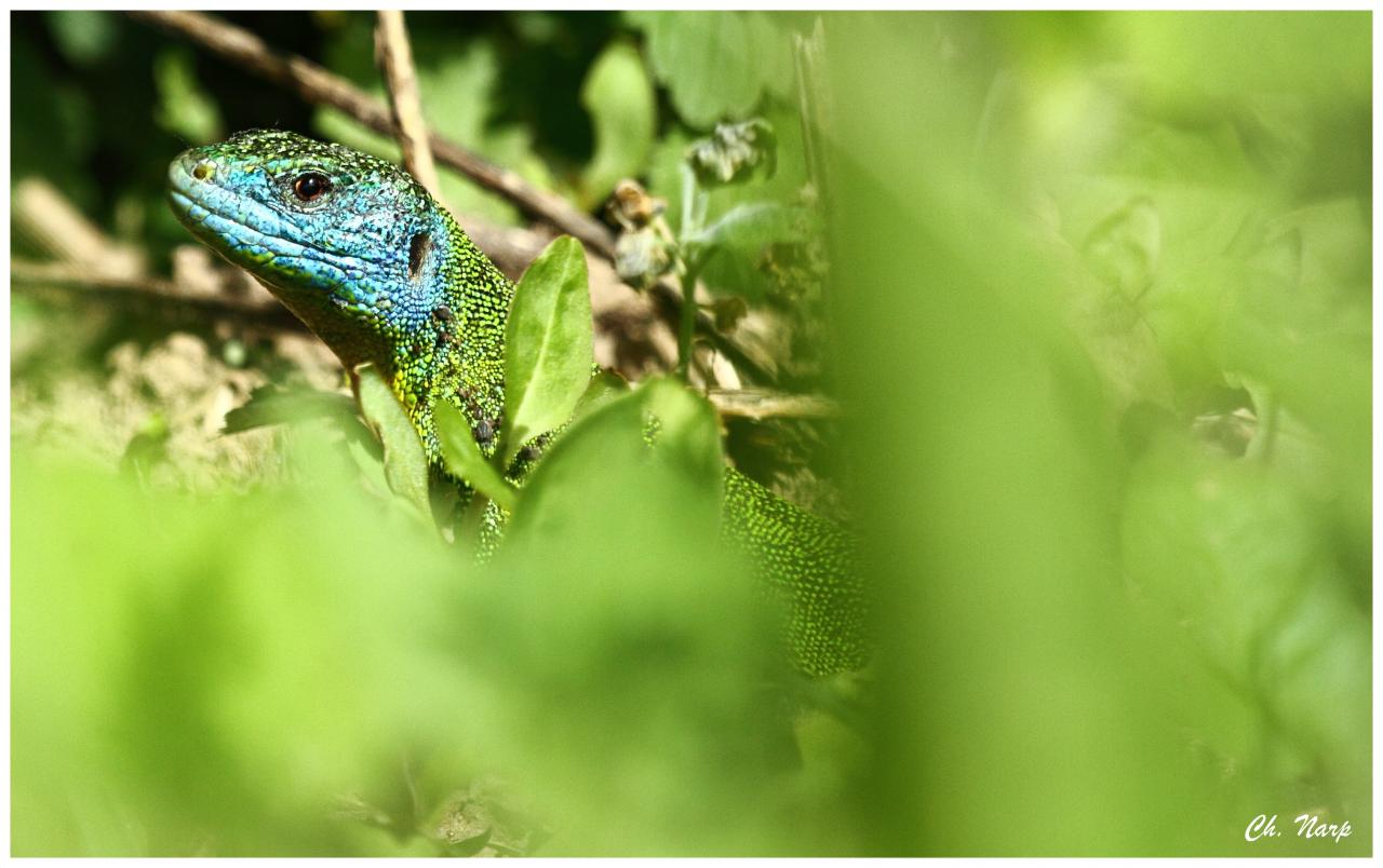 Lézard vert