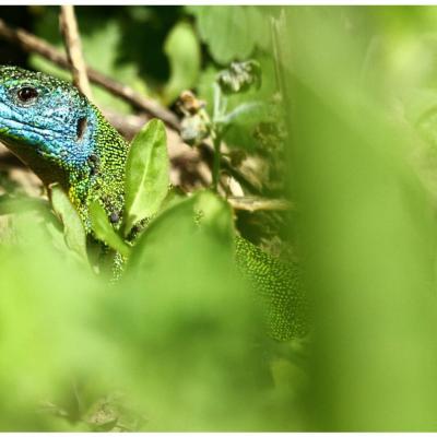 Lézard vert