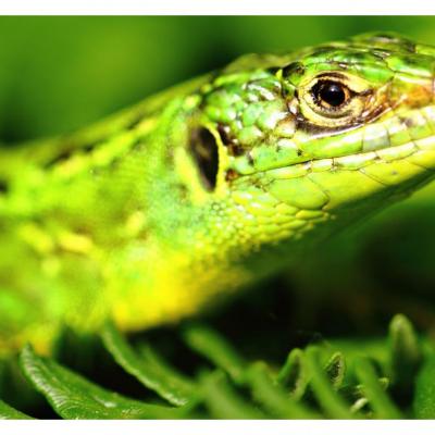 Lézard vert