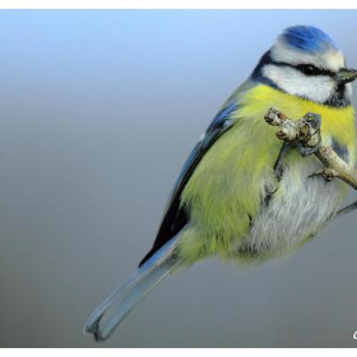 Mésange bleue