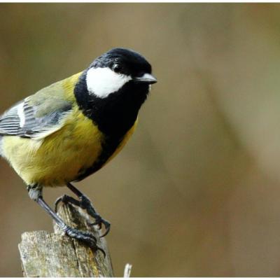 Mésange charbonnière