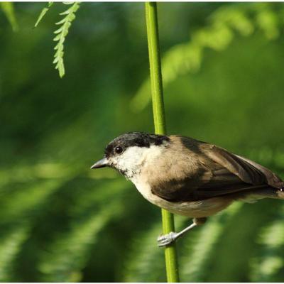 Mésange nonnette