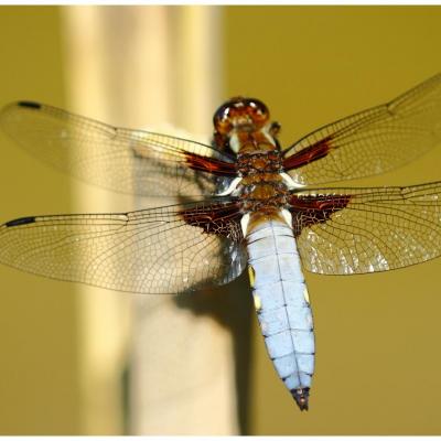 Orthetrum cancellatum