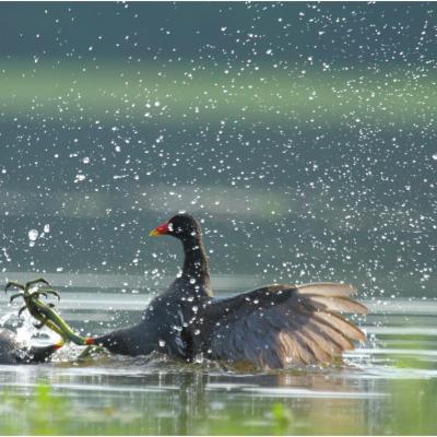 Poule d'eau