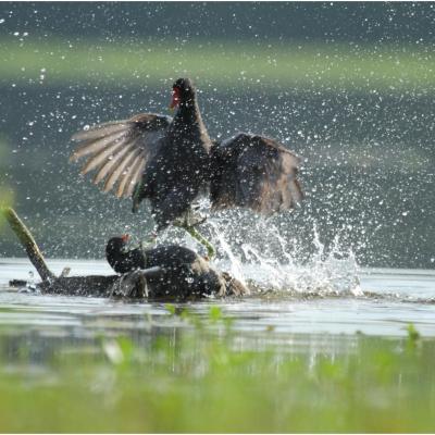 Poule d'eau