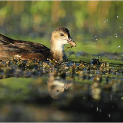 Poule d'eau juvénile