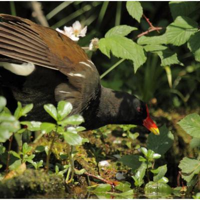 Poule d'eau