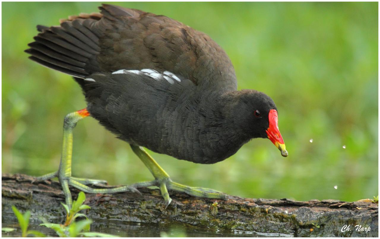 Poule d'eau