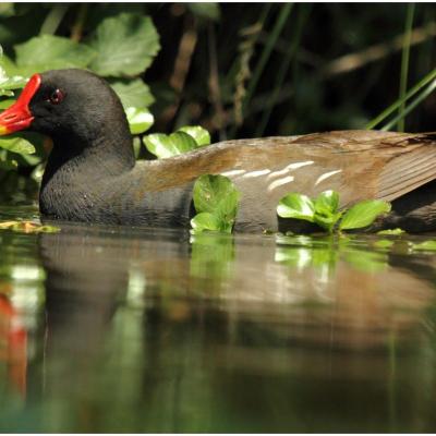 Poule d'eau