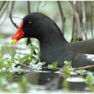 Poule d'eau