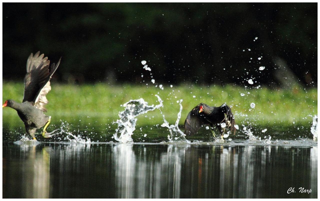 Poules d'eau