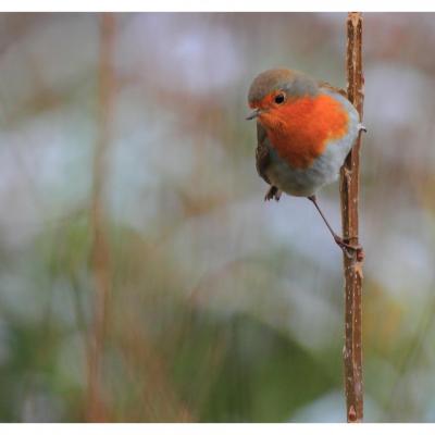 Rouge gorge