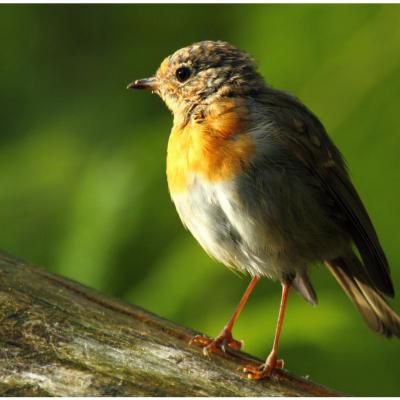 Rouge gorge juvénile