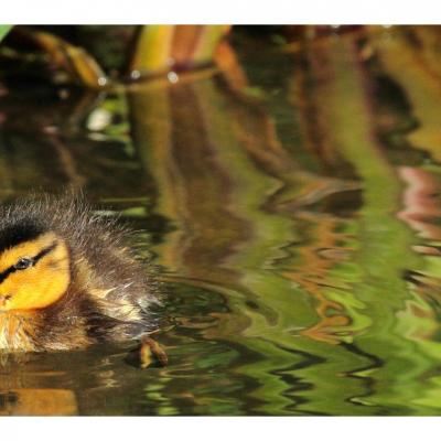 Canneton colvert