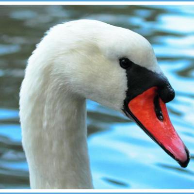 Cygne tuberculé