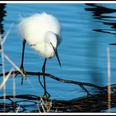 Aigrette garzette