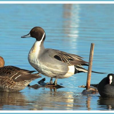 Canard pilet, mâle et femelle et foulque macroule