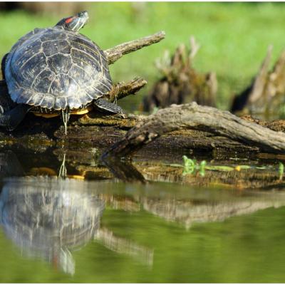 Tortue de Floride