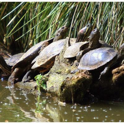 Tortues cistudes et florides