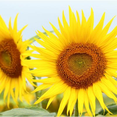 Tournesol